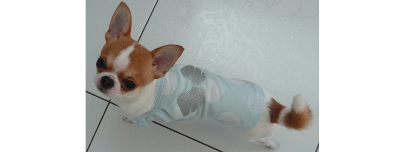 tee shirt chihuahua.jpg