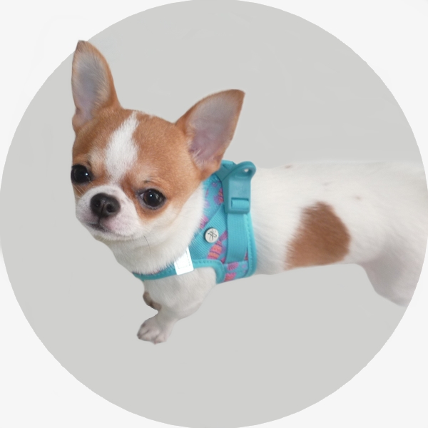 Accessoires pour chien pas cher - Boutique en ligne