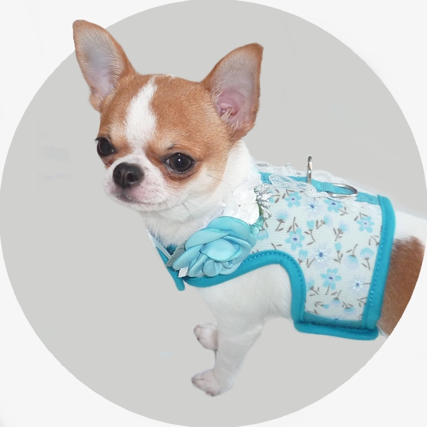 Accessoires pour chiens dans la boutique en ligne sur