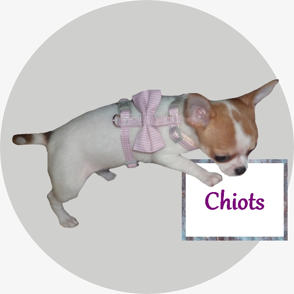 harnais pour chiots 3XS-XXS