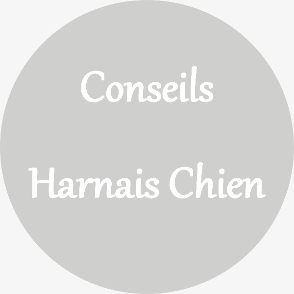 guide conseil harnais chien